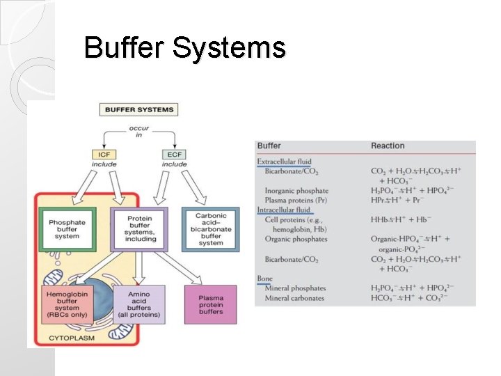 Buffer Systems Buffer Systems