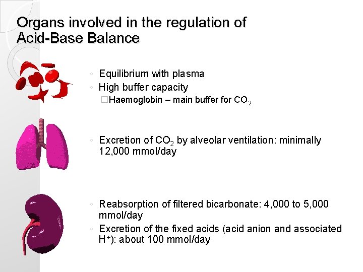 Organs involved in the regulation of Acid-Base Balance ◦ Equilibrium with plasma ◦ High Organs involved in the regulation of Acid-Base Balance ◦ Equilibrium with plasma ◦ High