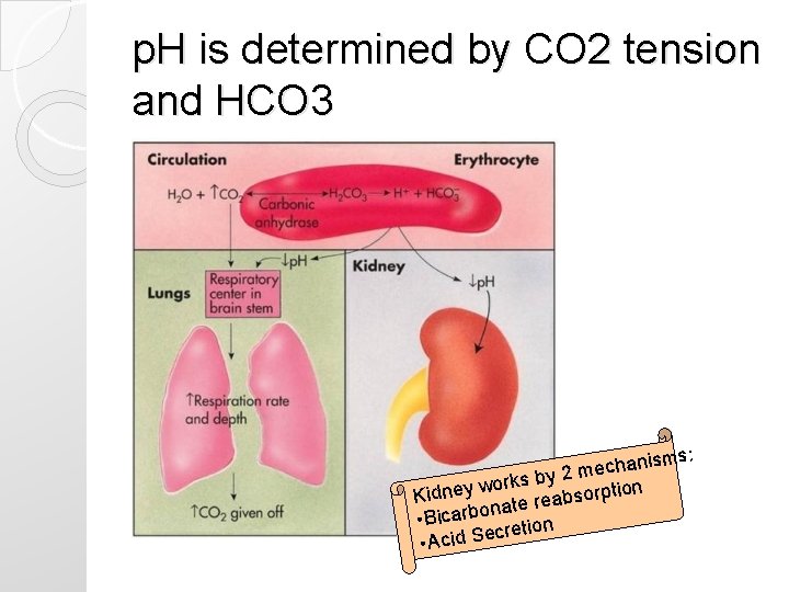 p. H is determined by CO 2 tension and HCO 3 isms: n a p. H is determined by CO 2 tension and HCO 3 isms: n a