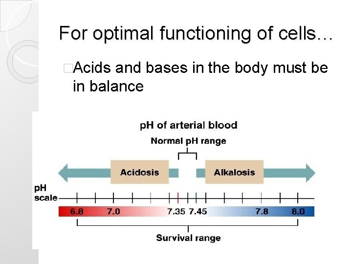 For optimal functioning of cells… �Acids and bases in the body must be in For optimal functioning of cells… �Acids and bases in the body must be in