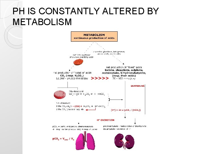 PH IS CONSTANTLY ALTERED BY METABOLISM PH IS CONSTANTLY ALTERED BY METABOLISM