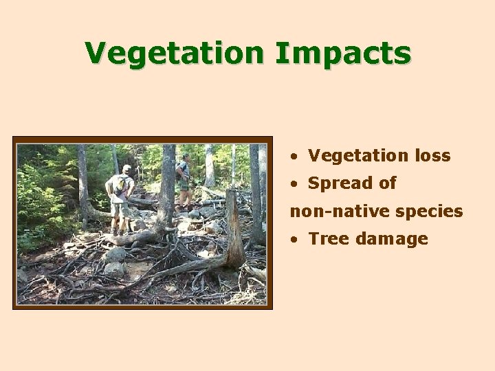 Vegetation Impacts • Vegetation loss • Spread of non-native species • Tree damage 