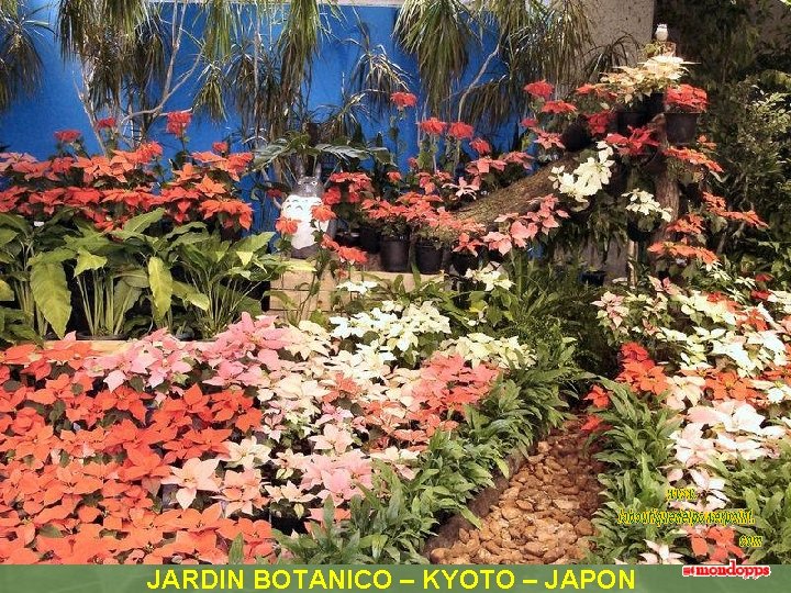 JARDIN BOTANICO – KYOTO – JAPON 