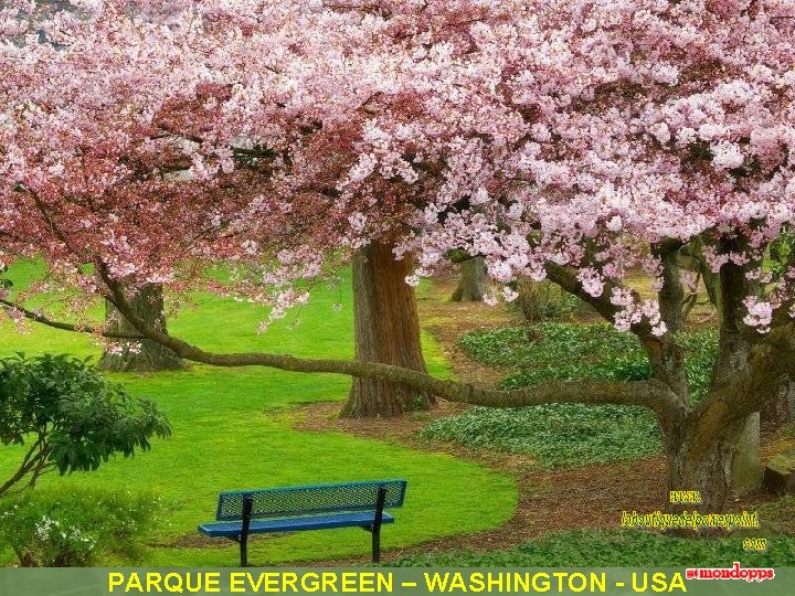 PARQUE EVERGREEN – WASHINGTON - USA 