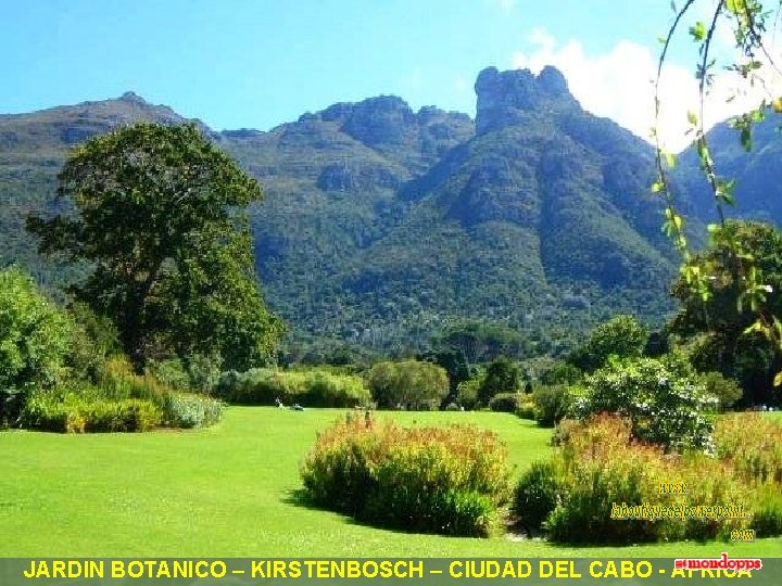 JARDIN BOTANICO – KIRSTENBOSCH – CIUDAD DEL CABO - AFRICA 