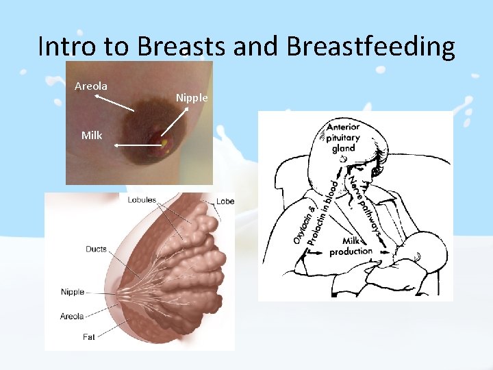 Intro to Breasts and Breastfeeding Areola Milk Nipple 