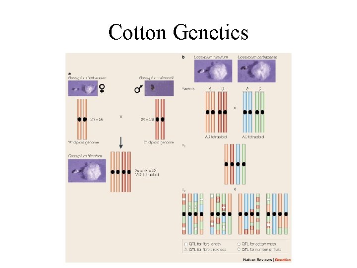 Cotton Genetics 