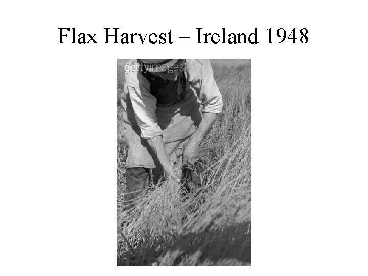 Flax Harvest – Ireland 1948 