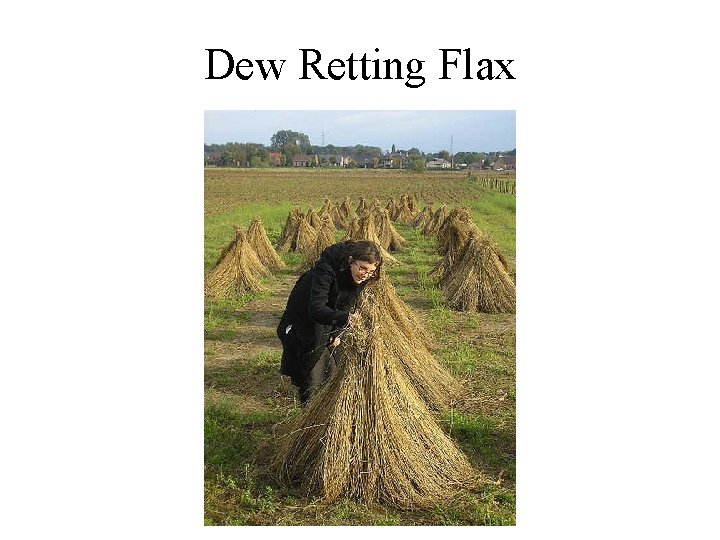 Dew Retting Flax Dew Retting Flax