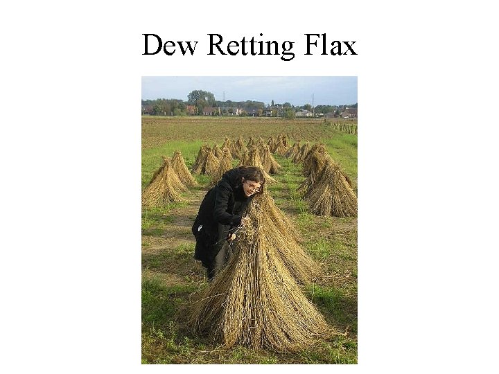 Dew Retting Flax 