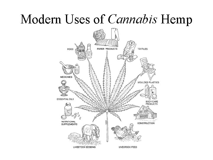 Modern Uses of Cannabis Hemp 