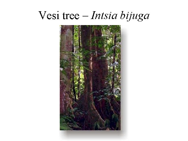 Vesi tree – Intsia bijuga 