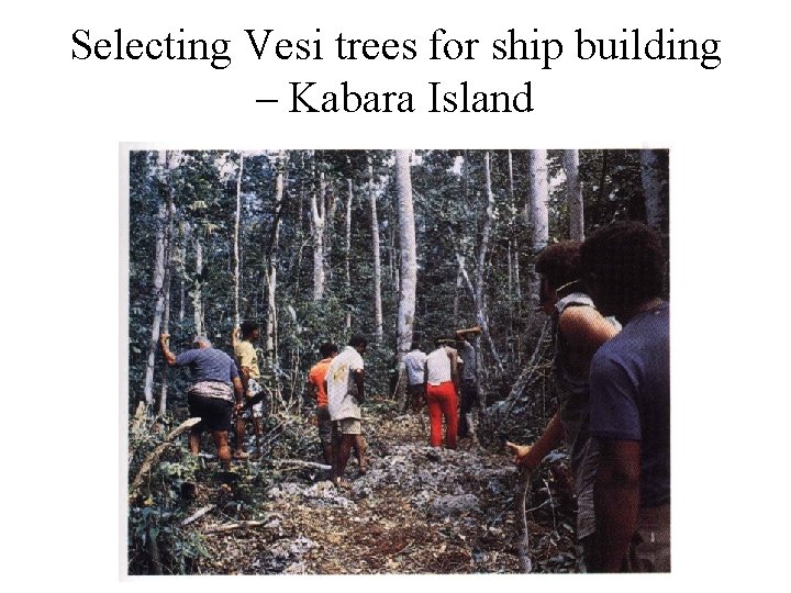 Selecting Vesi trees for ship building – Kabara Island 