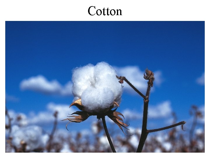 Cotton 