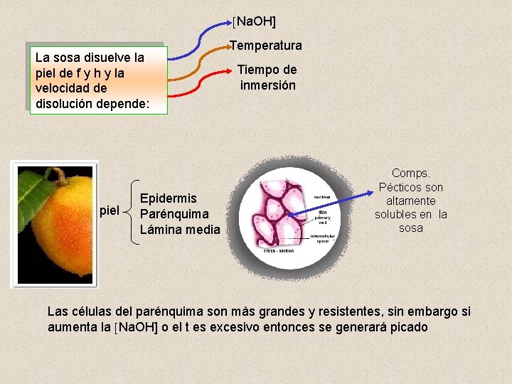  Na. OH] La sosa disuelve la piel de f y h y la