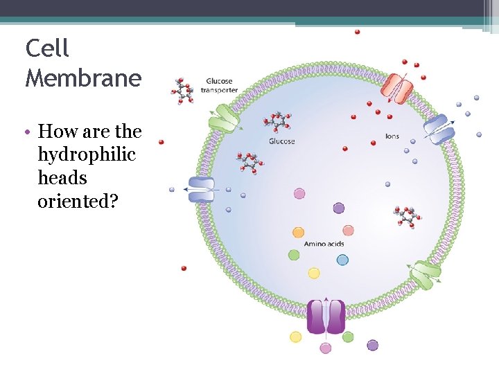 Cell Membrane • How are the hydrophilic heads oriented? 