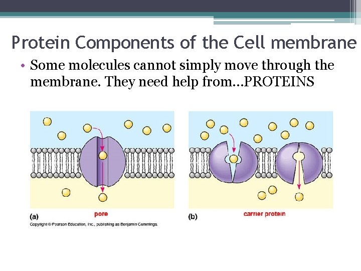 Protein Components of the Cell membrane • Some molecules cannot simply move through the