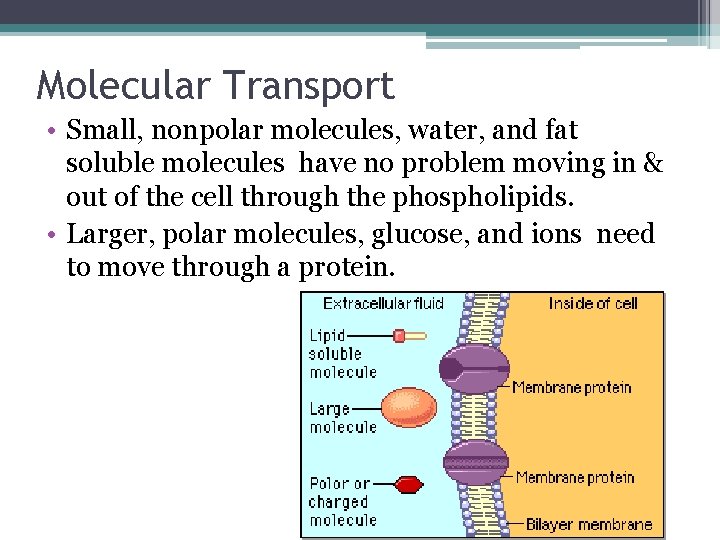Molecular Transport • Small, nonpolar molecules, water, and fat soluble molecules have no problem