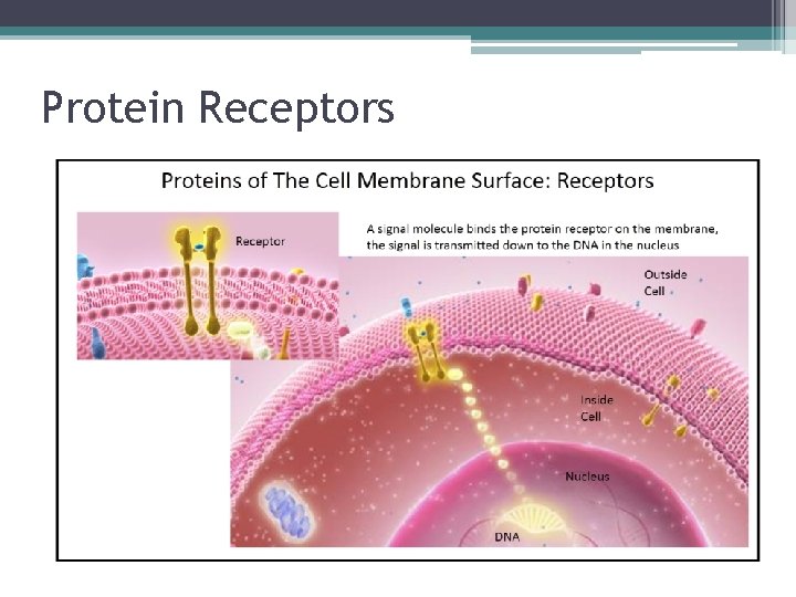 Protein Receptors 