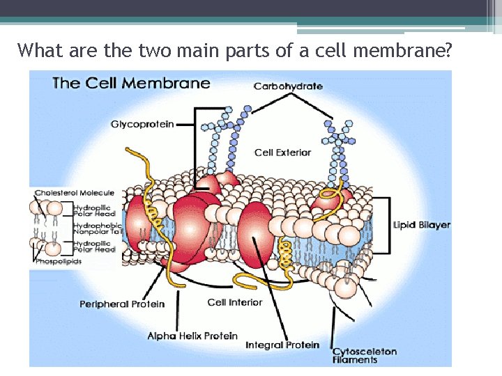 What are the two main parts of a cell membrane? 