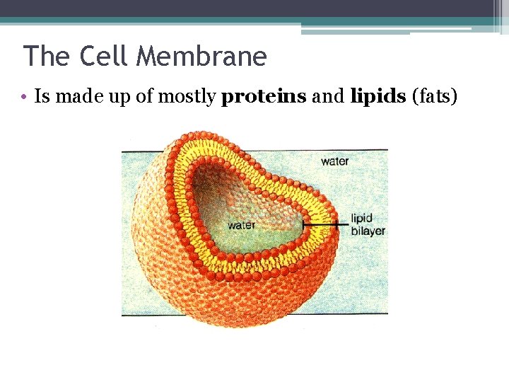 The Cell Membrane • Is made up of mostly proteins and lipids (fats) 