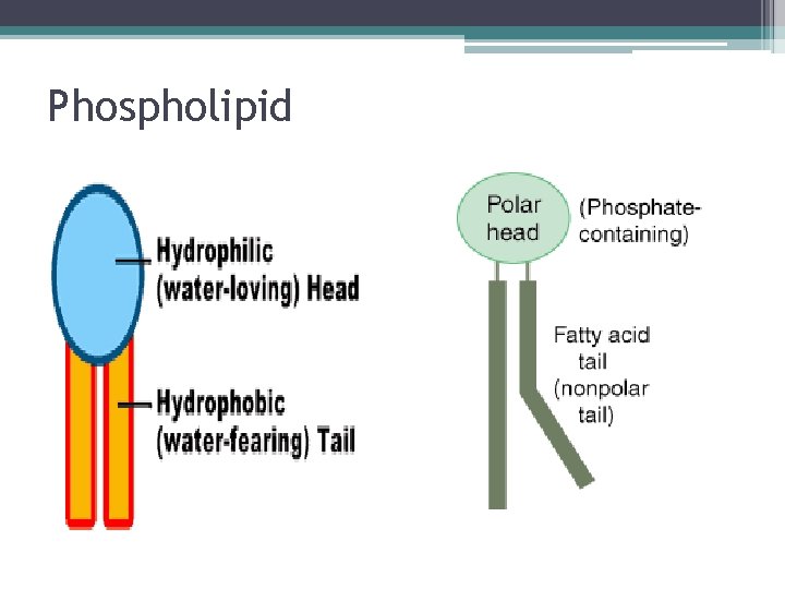 Phospholipid 