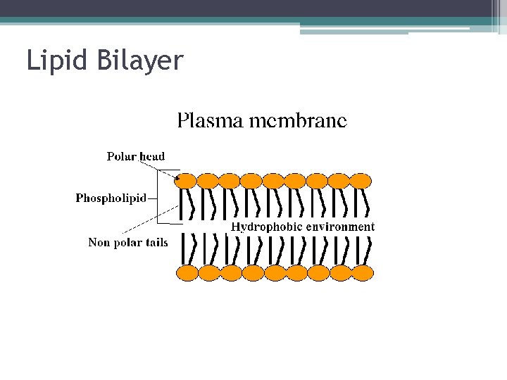 Lipid Bilayer 