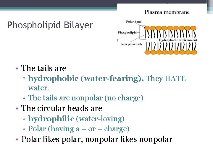 Phospholipid Bilayer • The tails are ▫ hydrophobic (water-fearing). They HATE water. ▫ The