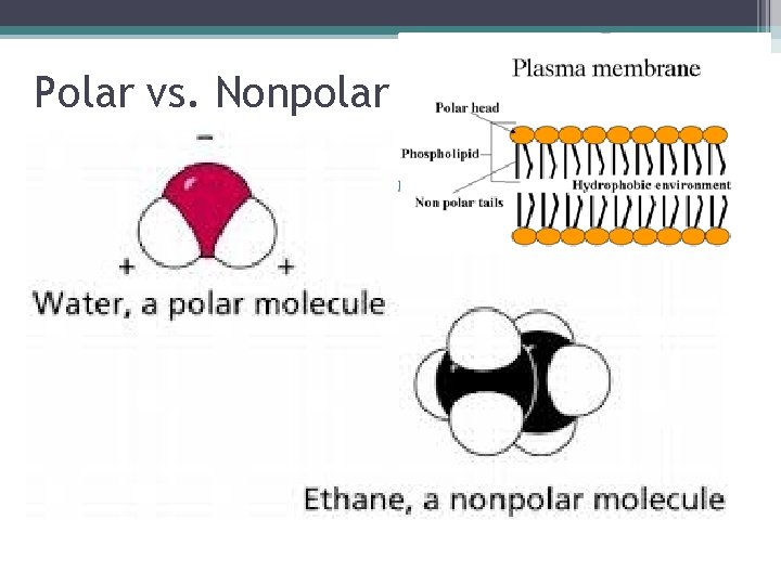 Polar vs. Nonpolar 