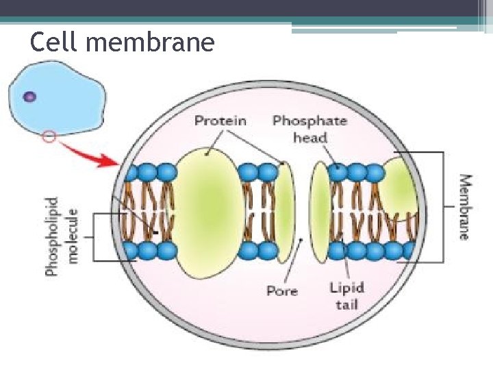 Cell membrane 