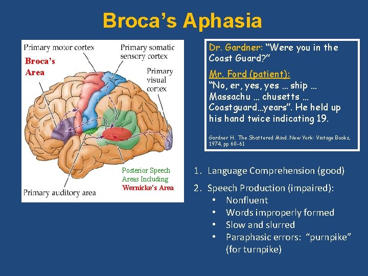 Broca’s Aphasia Dr. Gardner: “Were you in the Coast Guard? ” Broca’s Area Mr.