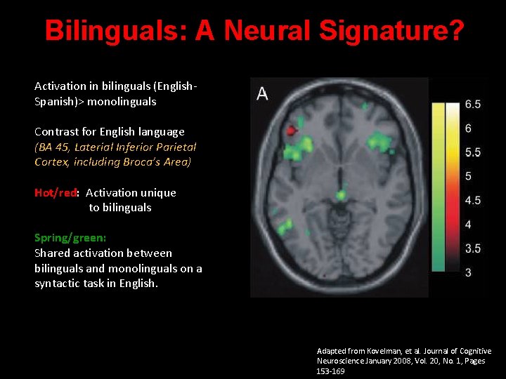 Bilinguals: A Neural Signature? Activation in bilinguals (English. Spanish)> monolinguals Contrast for English language