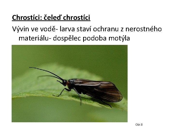 Chrostíci: čeleď chrostíci Vývin ve vodě- larva staví ochranu z nerostného materiálu- dospělec podoba