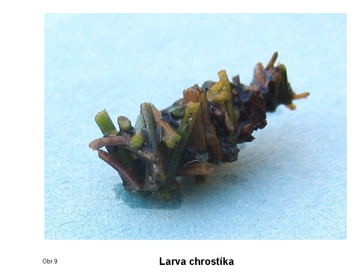 Obr. 9 Larva chrostíka 