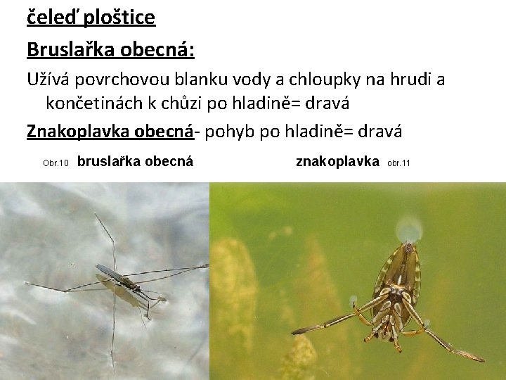 čeleď ploštice Bruslařka obecná: Užívá povrchovou blanku vody a chloupky na hrudi a končetinách