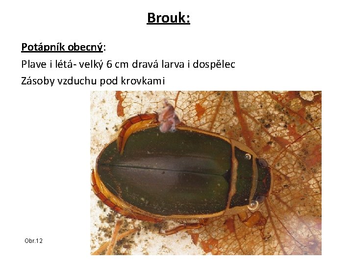 Brouk: Potápník obecný: Plave i létá- velký 6 cm dravá larva i dospělec Zásoby