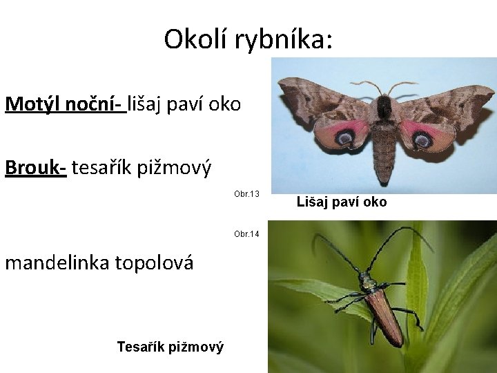 Okolí rybníka: Motýl noční- lišaj paví oko Brouk- tesařík pižmový Obr. 13 Obr. 14