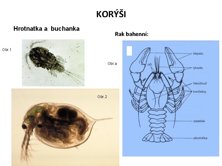 KORÝŠI Hrotnatka a buchanka Rak bahenní: Obr. 1 Obr. a Obr. 2 