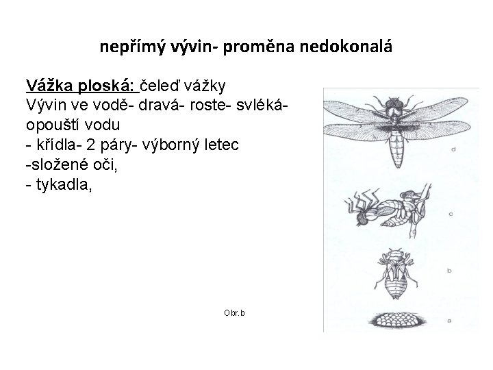 nepřímý vývin- proměna nedokonalá Vážka ploská: čeleď vážky Vývin ve vodě- dravá- roste- svlékáopouští