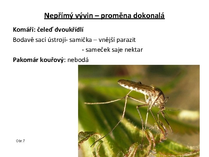 Nepřímý vývin – proměna dokonalá Komáři: čeleď dvoukřídlí Bodavě sací ústrojí- samička – vnější