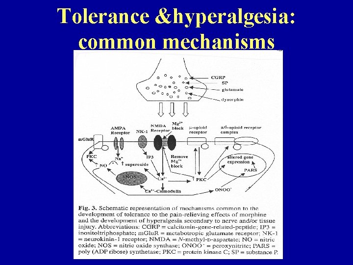 Tolerance &hyperalgesia: common mechanisms 