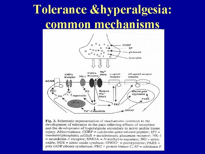 Tolerance &hyperalgesia: common mechanisms Tolerance &hyperalgesia: common mechanisms