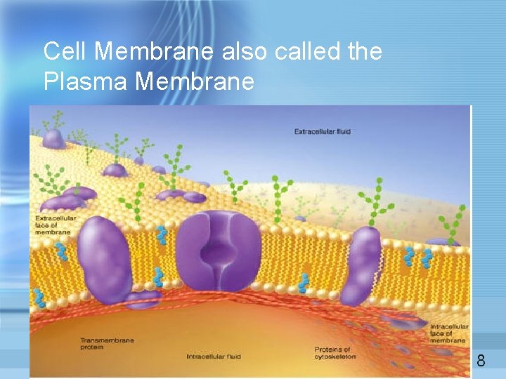 Cell Membrane also called the Plasma Membrane 8  Cell Membrane also called the Plasma Membrane 8
