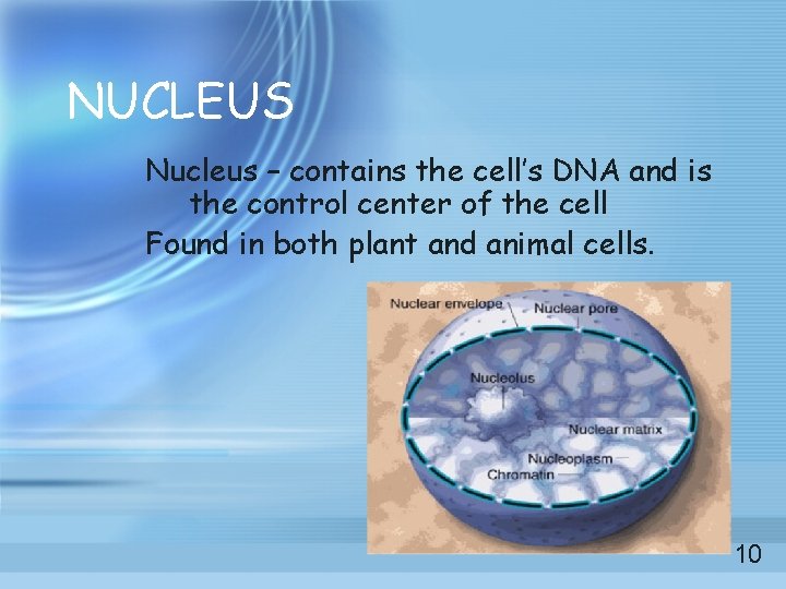 NUCLEUS Nucleus – contains the cell’s DNA and is the control center of the NUCLEUS Nucleus – contains the cell’s DNA and is the control center of the