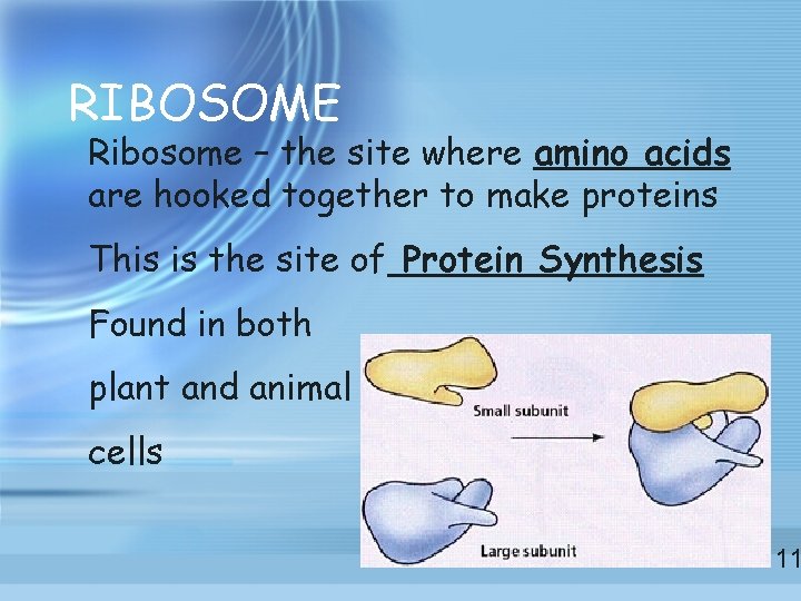 RIBOSOME Ribosome – the site where amino acids are hooked together to make proteins RIBOSOME Ribosome – the site where amino acids are hooked together to make proteins
