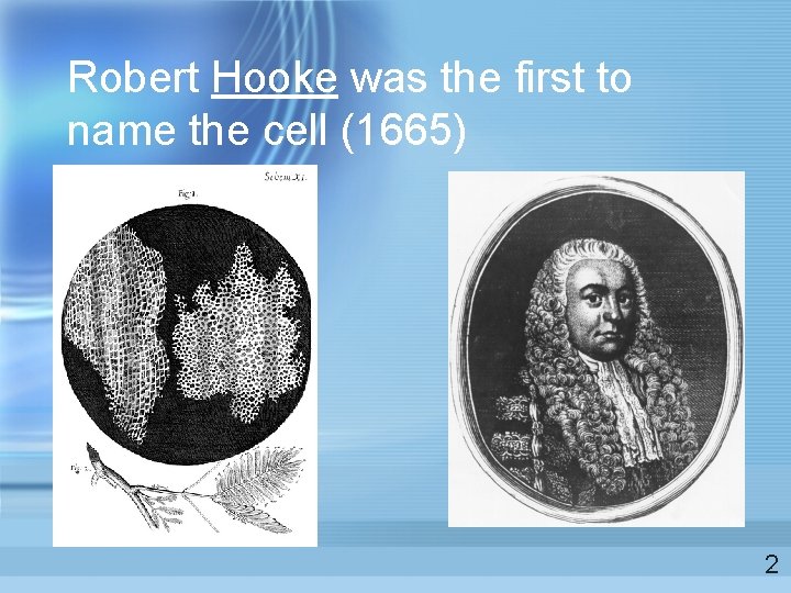 Robert Hooke was the first to name the cell (1665) 2  Robert Hooke was the first to name the cell (1665) 2