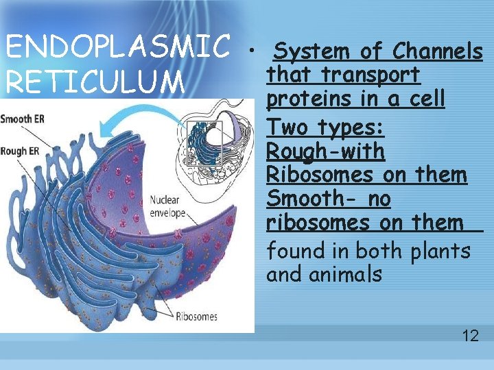 ENDOPLASMIC RETICULUM • System of Channels that transport proteins in a cell • Two ENDOPLASMIC RETICULUM • System of Channels that transport proteins in a cell • Two
