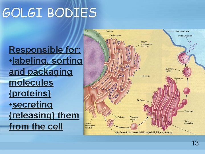 GOLGI BODIES Responsible for: • labeling, sorting and packaging molecules (proteins) • secreting (releasing) GOLGI BODIES Responsible for: • labeling, sorting and packaging molecules (proteins) • secreting (releasing)