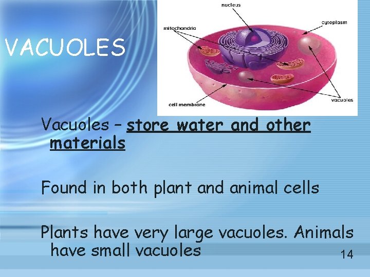 VACUOLES Vacuoles – store water and other materials Found in both plant and animal VACUOLES Vacuoles – store water and other materials Found in both plant and animal