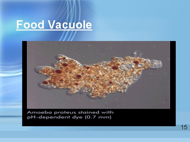 Food Vacuole 15  Food Vacuole 15